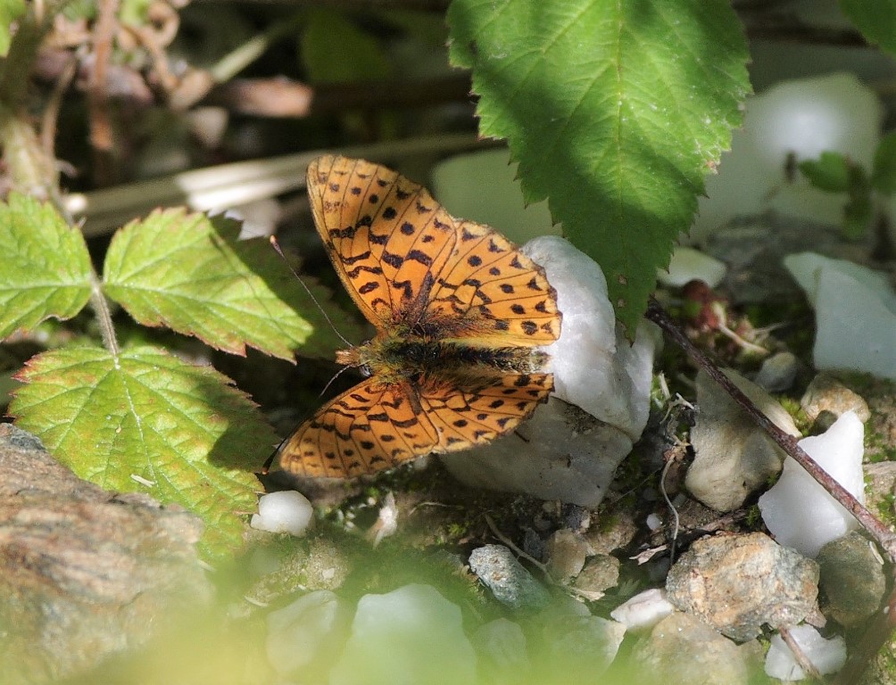 Boloria (Clossiana) euphrosyne, Nymphalidae